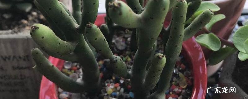 珊瑚柱的繁殖方法,珊瑚柱有哪些养护要点