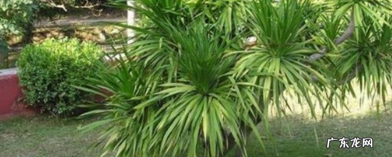 龙须树的繁殖方法，附养殖方法和注意事项
