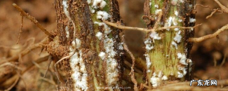 什么农药可用于大豆根腐病,附大豆根腐病的症状表现