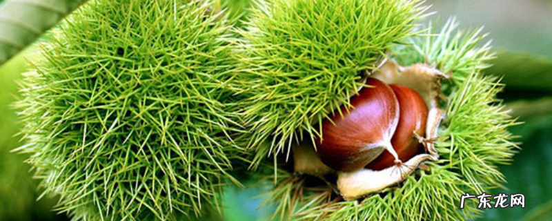 板栗的繁殖方法，板栗主要有哪些种类