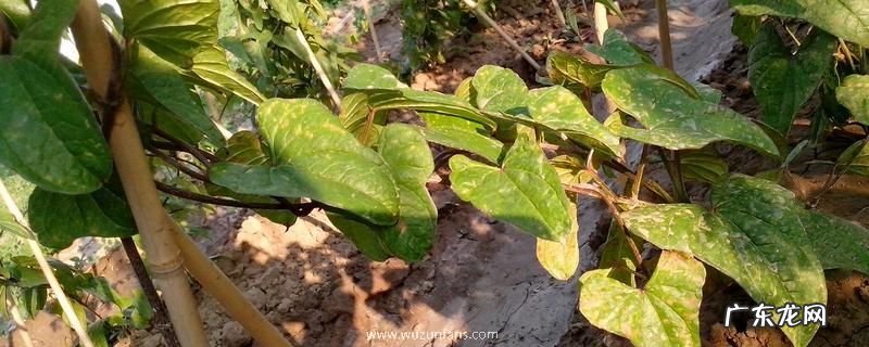 麻山药叶病害的防治方法,不同病症方法也不同