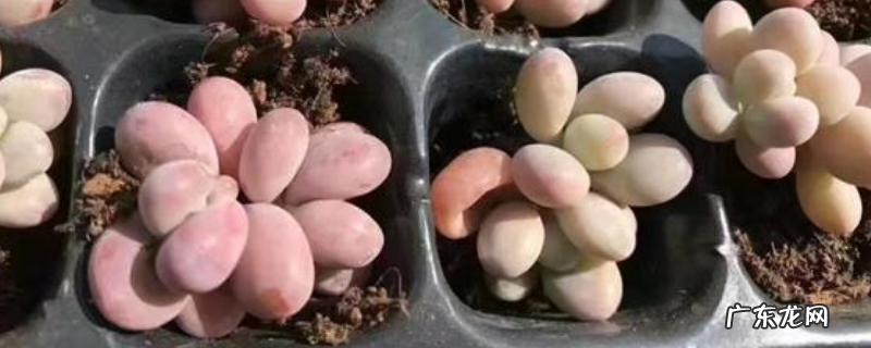 用什么土养桃蛋，附桃蛋对环境、浇水等方面的要求