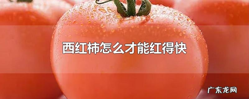 西红柿怎么才能红得快
