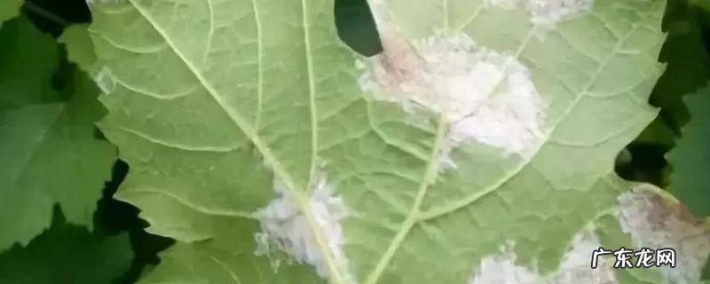 怎么应对葡萄叶药害,有哪些要点