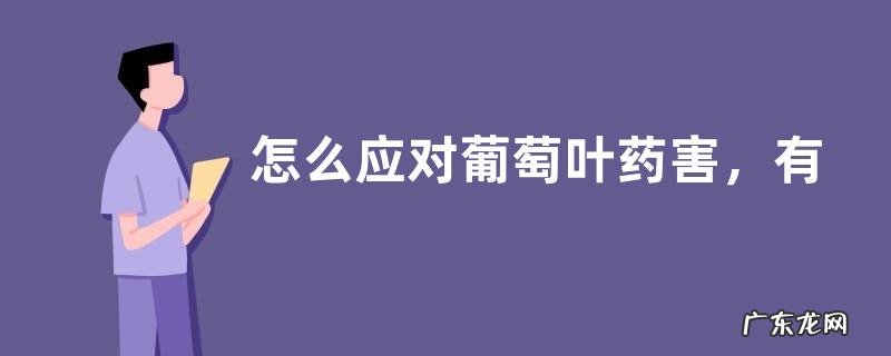 怎么应对葡萄叶药害,有哪些要点