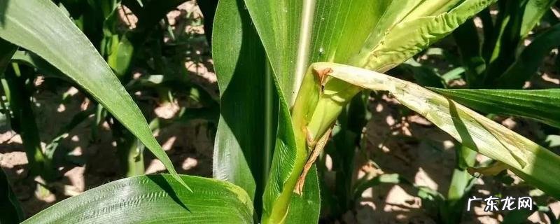 玉米药害如何应对，主要有哪些措施