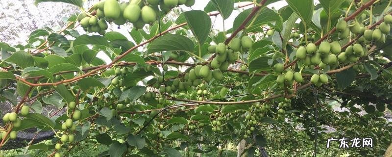 软枣的种植方法,有哪些技术要点