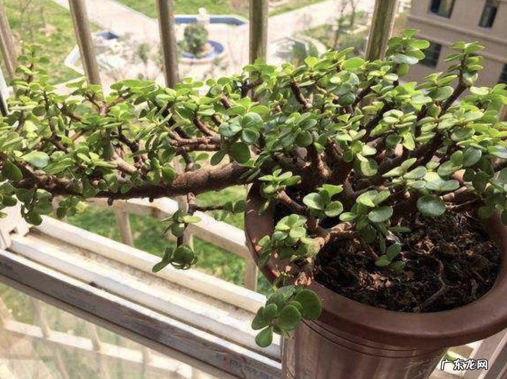 金枝玉叶和风水有关吗