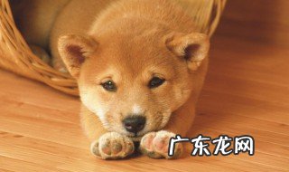 可爱漂亮的狗狗的种类具体有哪些 可爱漂亮的狗狗的种类介绍