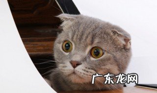 猫咪掉毛怎么办呢 猫咪掉毛如何处理