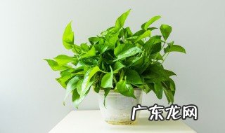 绿萝水培黄叶烂根怎么办 绿萝水培黄叶烂根的解决方法