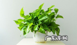 为什么绿萝的根都烂了 绿萝根都烂了的原因