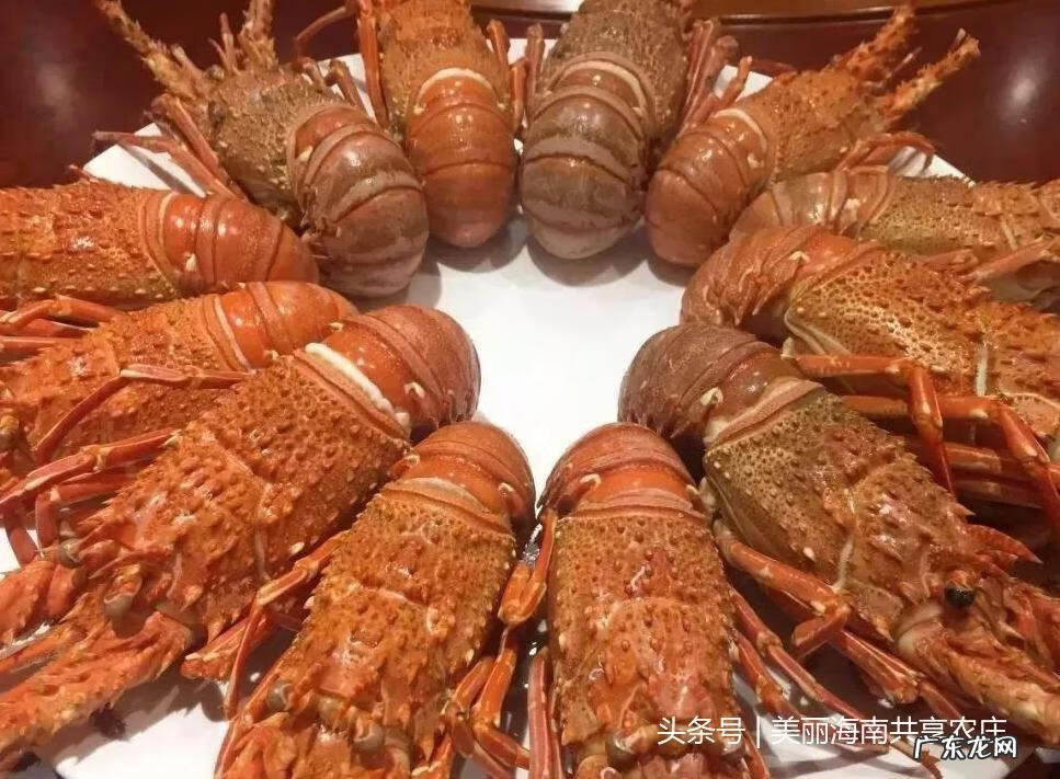 土龙风水好吗 风水中的土龙敢当什么意思啊