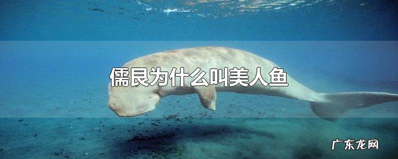 儒艮为什么叫美人鱼
