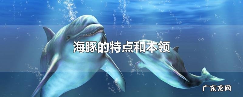 海豚的特点和本领