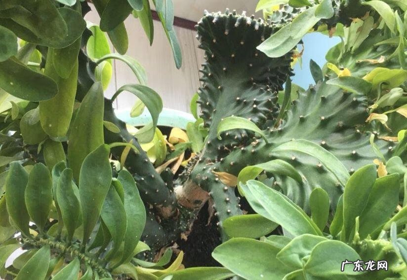 彩色麒麟掌的风水作用 麒麟掌的寓意和象征风水图片