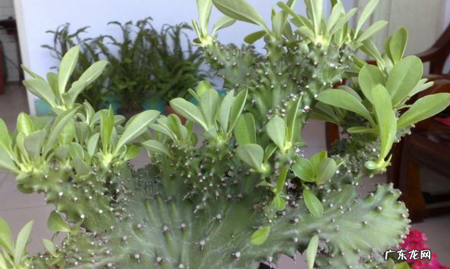 彩色麒麟掌的风水作用 麒麟掌的寓意和象征风水图片