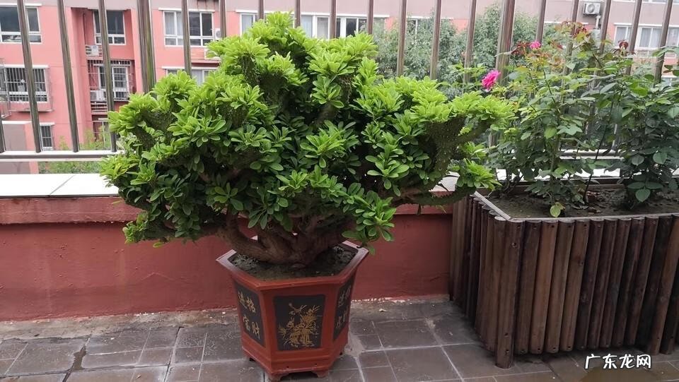 彩色麒麟掌的风水作用 麒麟掌的寓意和象征风水图片