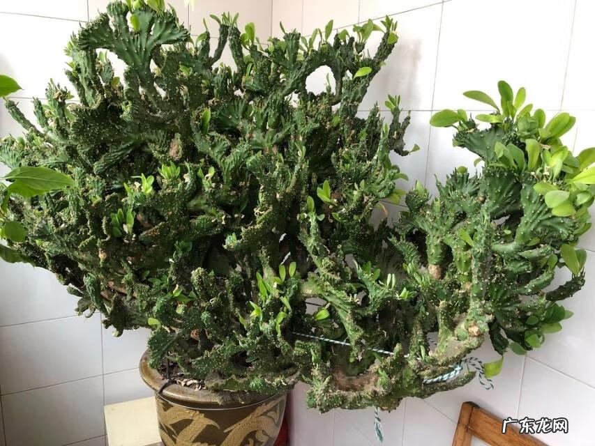 彩色麒麟掌的风水作用 麒麟掌的寓意和象征风水图片