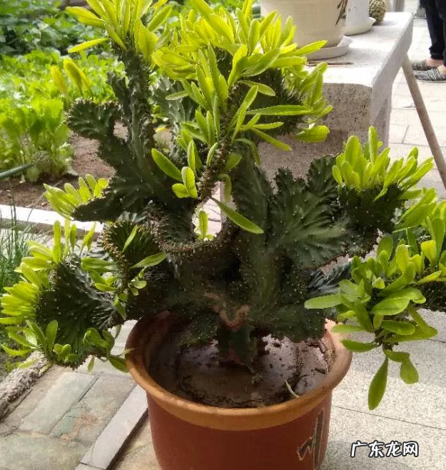 彩色麒麟掌的风水作用 麒麟掌的寓意和象征风水图片