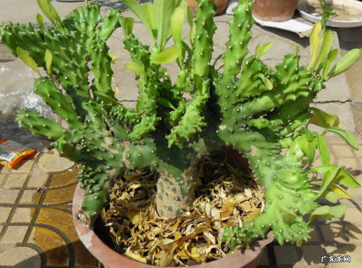 彩色麒麟掌的风水作用 麒麟掌的寓意和象征风水图片