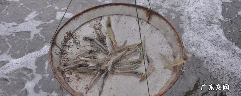 虾子的养殖方法,有哪些要点