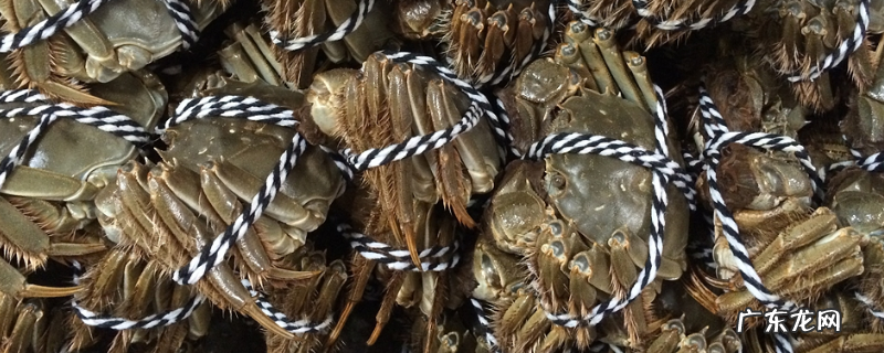 大闸蟹的过冬方法,越冬大闸蟹的养殖方法