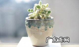 红边月影和花月夜的区别多肉植物 红边月影和花月夜的区别介绍