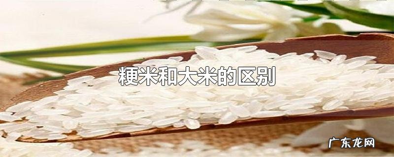 粳米和大米的区别