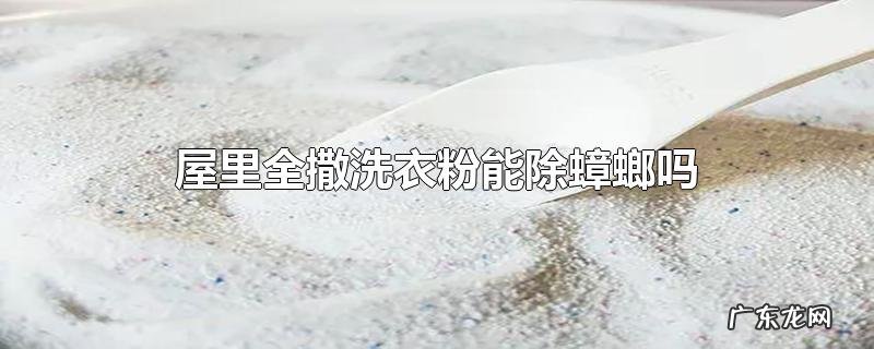 屋里全撒洗衣粉能除蟑螂吗