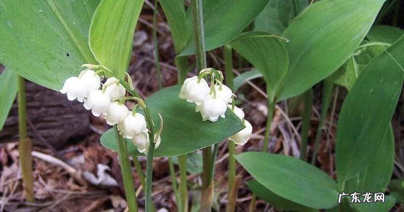 晚上看见青蛙进家了风水不好吗