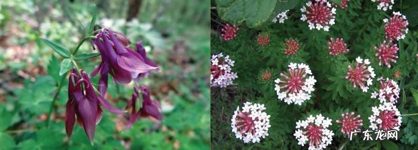 晚上看见青蛙进家了风水不好吗
