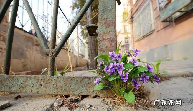 晚上看见青蛙进家了风水不好吗