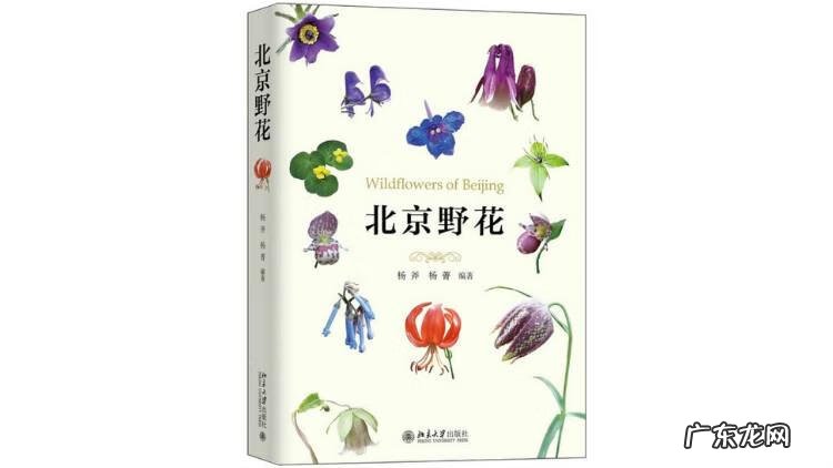 晚上看见青蛙进家了风水不好吗