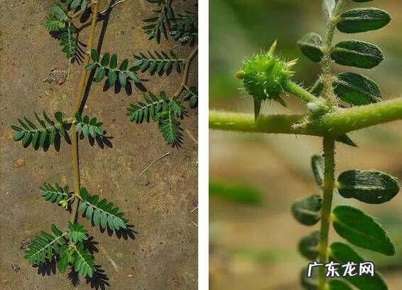 晚上看见青蛙进家了风水不好吗