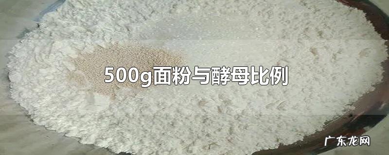 500g面粉与酵母比例