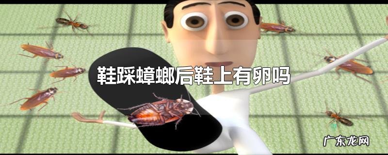 鞋踩蟑螂后鞋上有卵吗