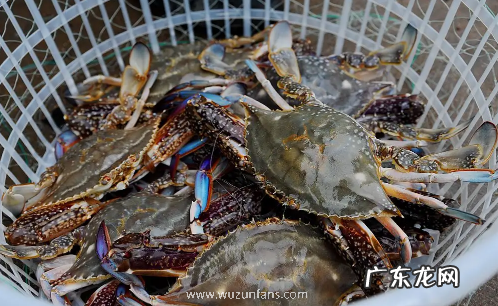 梭子蟹哪种有蟹黄