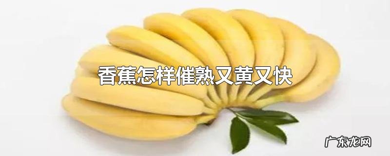 香蕉怎样催熟又黄又快