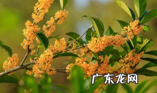 新鲜桂花怎么做糖桂花 如何做桂花糖