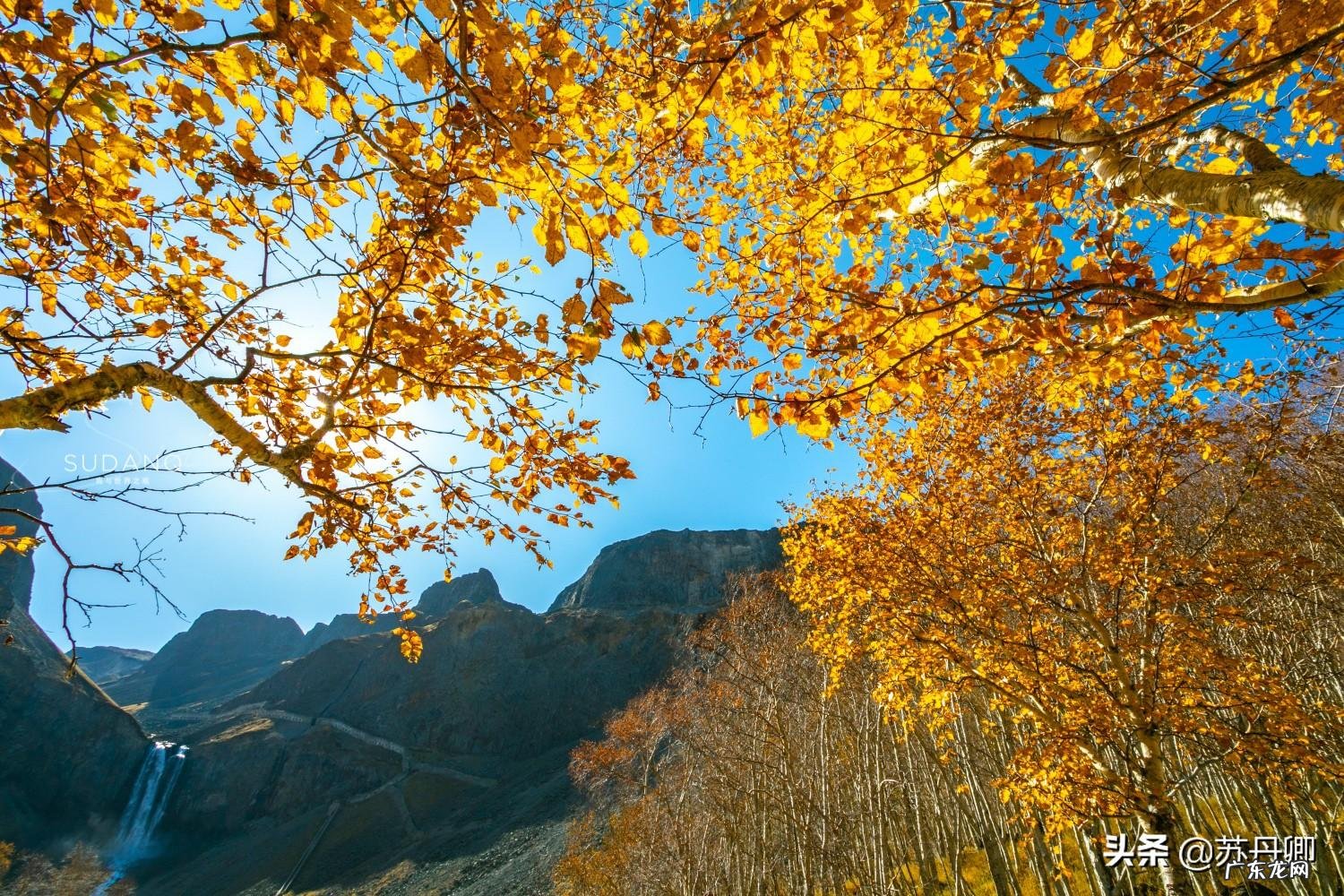 龙吸水风水局 风水海龙价格多少钱