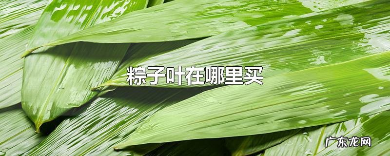 粽子叶在哪里买