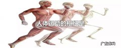 人体运动的枢纽是