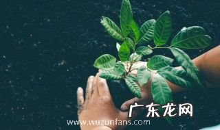 室外绿色植物有哪些 室外有哪些绿色植物