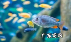 家庭鱼缸怎么隔音好 家庭鱼缸如何隔音好