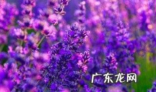 室外耐旱除虫植物有哪些 室外有哪些耐旱除虫植物