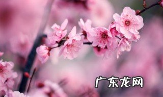 室外花卉有哪些植物 适合种植室外花卉有哪些植物