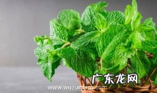 如何凉拌薄荷好吃 怎样做薄荷凉拌好吃