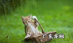 猫进家门预示着什么 猫进门是什么预兆