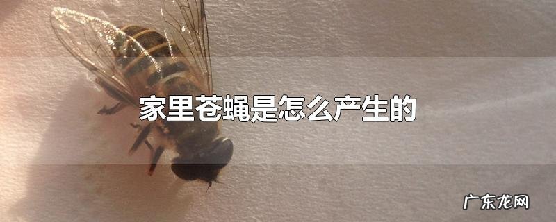 家里苍蝇是怎么产生的